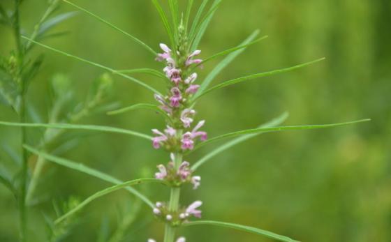Motherwort
